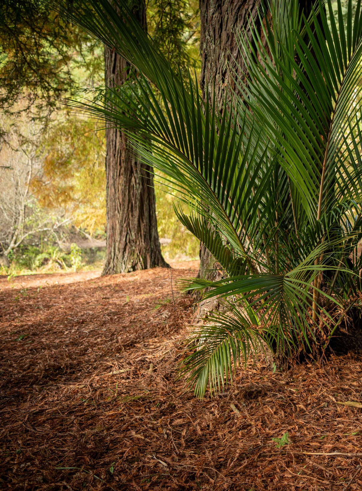 Sarah Lucas, New Plymouth council mayor and Kohanga Moa ward candidate, standing in front of a nikau palm
