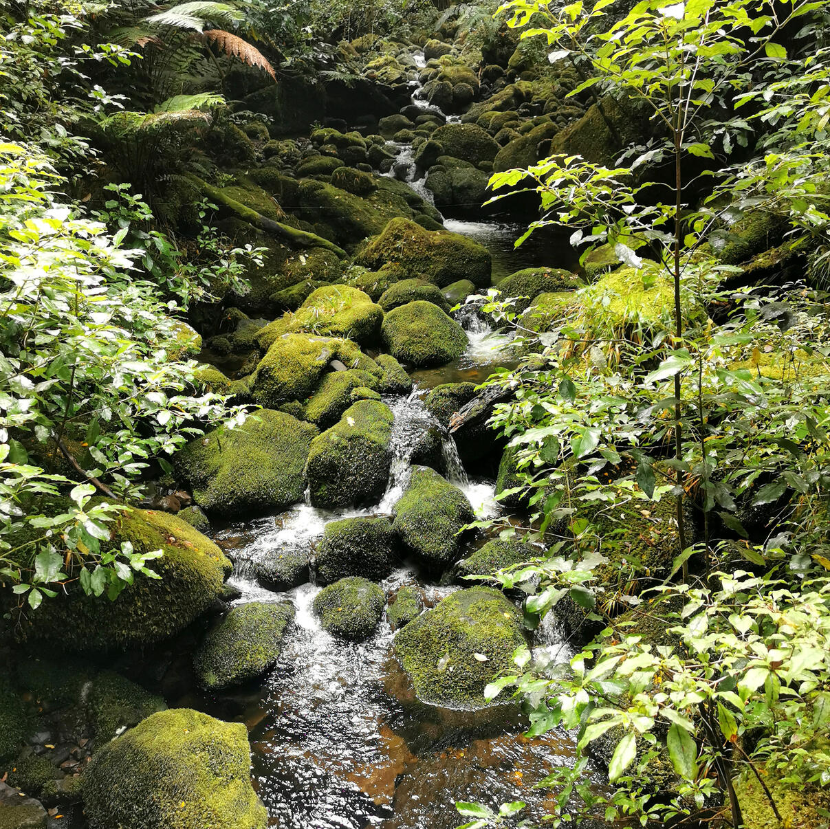 Sarah Lucas, New Plymouth council mayor and Kohanga Moa ward candidate, standing in front of a nikau palm